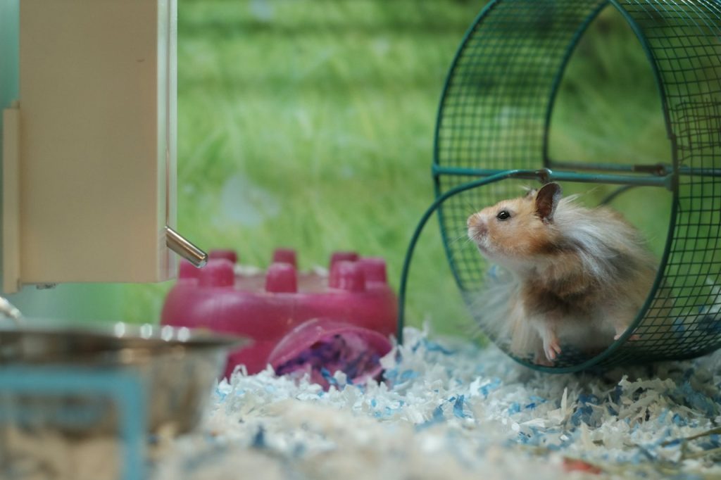 Lyxigt Hamsterbur Komplett