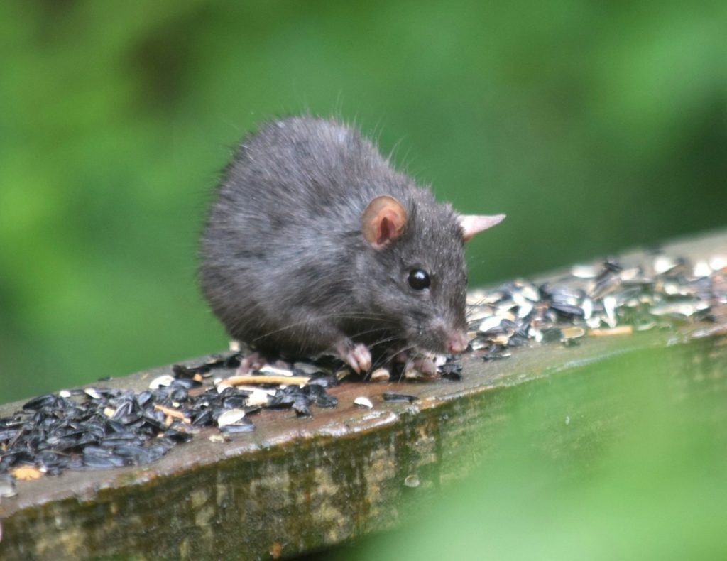 Ekologisk Hamstermat Premium